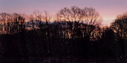 The woods behind the house, at sunset